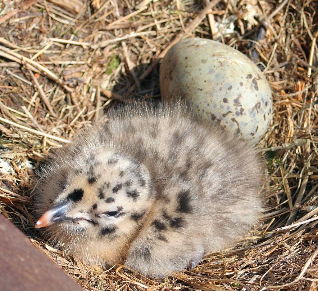 Herring Gull Chick by foxypar4 is licensed under CC BY 2.0